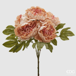Peonia pesca cespuglio h50 di EDG