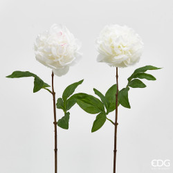 Peonia Olis Bianco EDG