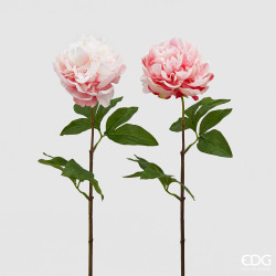 Peonia Olis rosa EDG