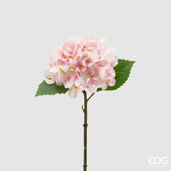 Ortensia Olis rosa/crema EDG