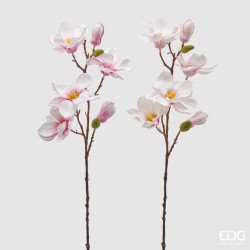 Magnolia Olis rosa EDG