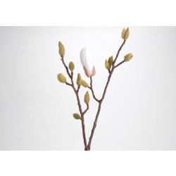 Magnolia stella
