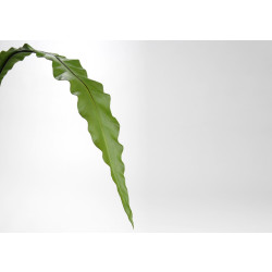 Foglia Asplenium verde