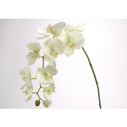 Orchidea phalae H99