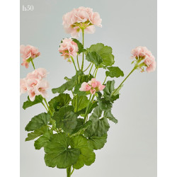 Geranio EDG, rosa, cespuglio con 6 fiori